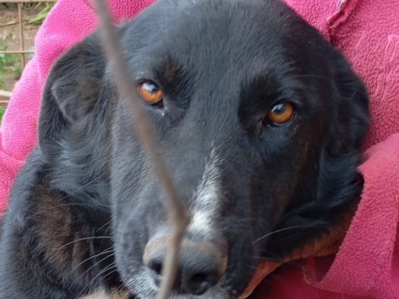 Adotta un cane, femmina, 2 anni e 8 mesi, Vibo