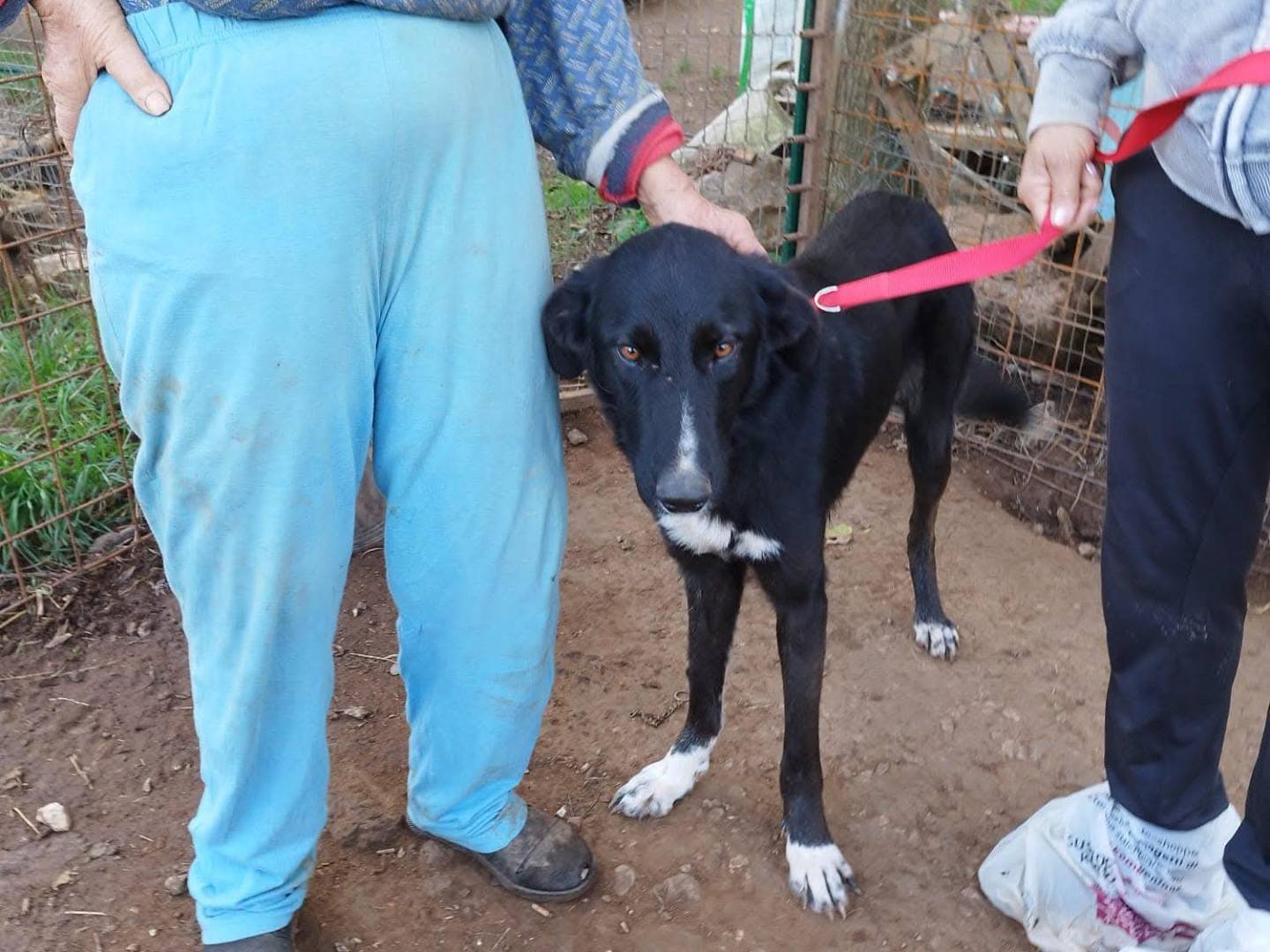 Adotta un cane, taglia grande, femmina, Vibo