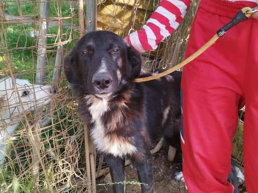 Vuoi adottare un cane a Vibo?