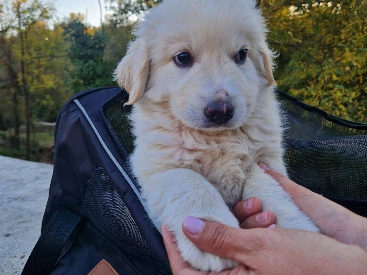 Adozione cane, femmina, Pastore maremmano Razza sconosciuta, 2 mesi, taglia grande, Frosinone