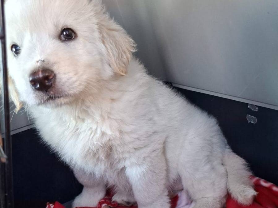 Adotta un cane, femmina, 2 mesi, Frosinone