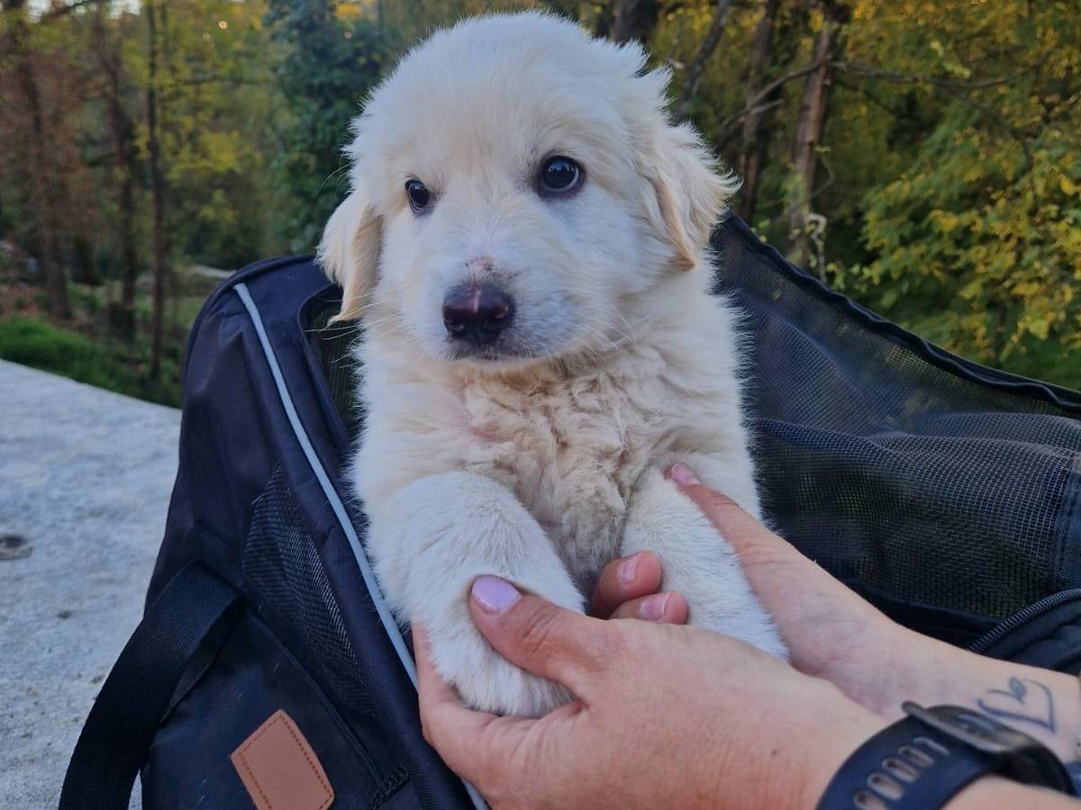Adotta un cane, taglia grande, femmina, Frosinone