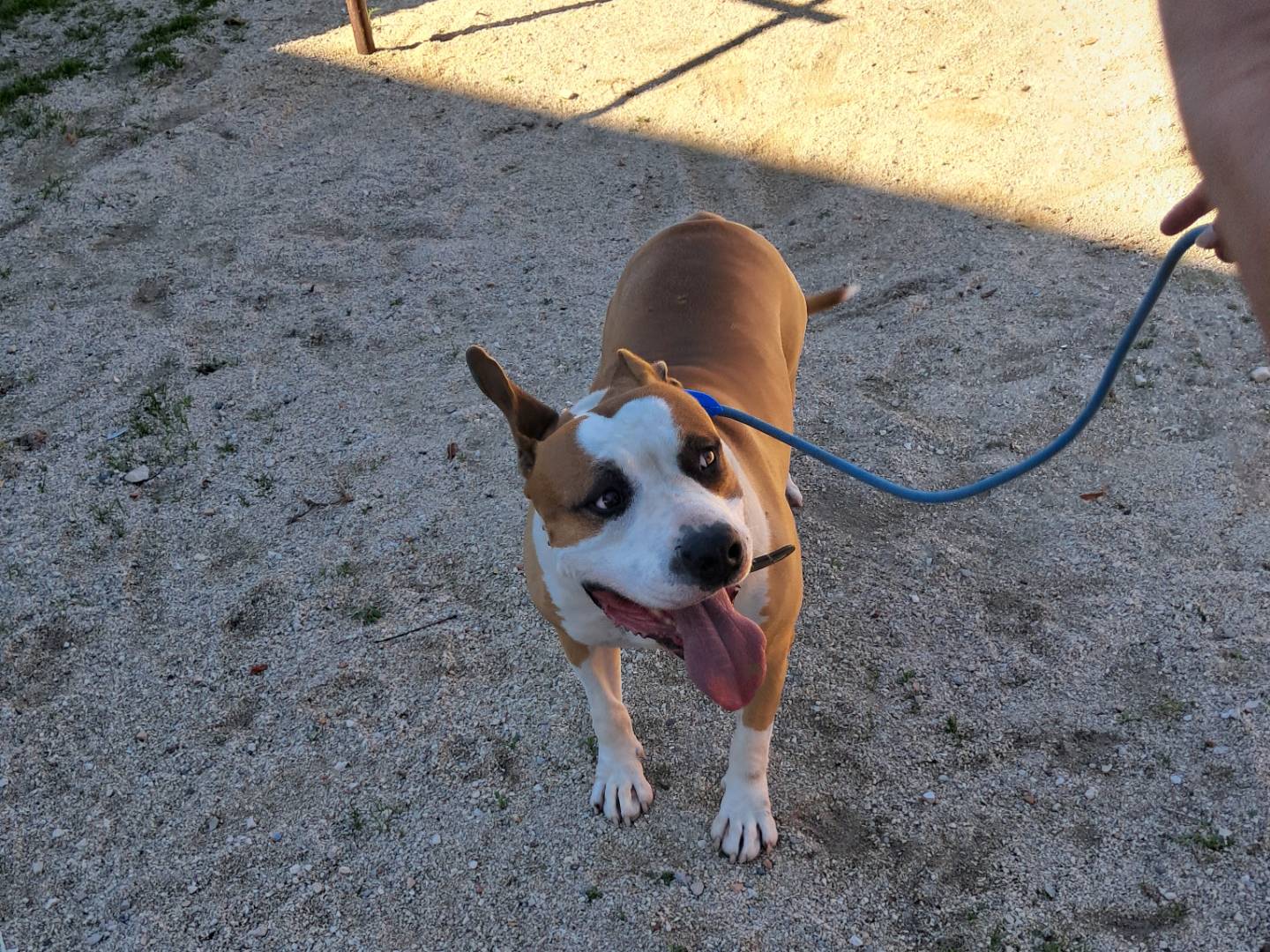 Adozione cane, maschio, Pitbull Razza sconosciuta, 4 anni e 11 mesi, taglia media, Caserta