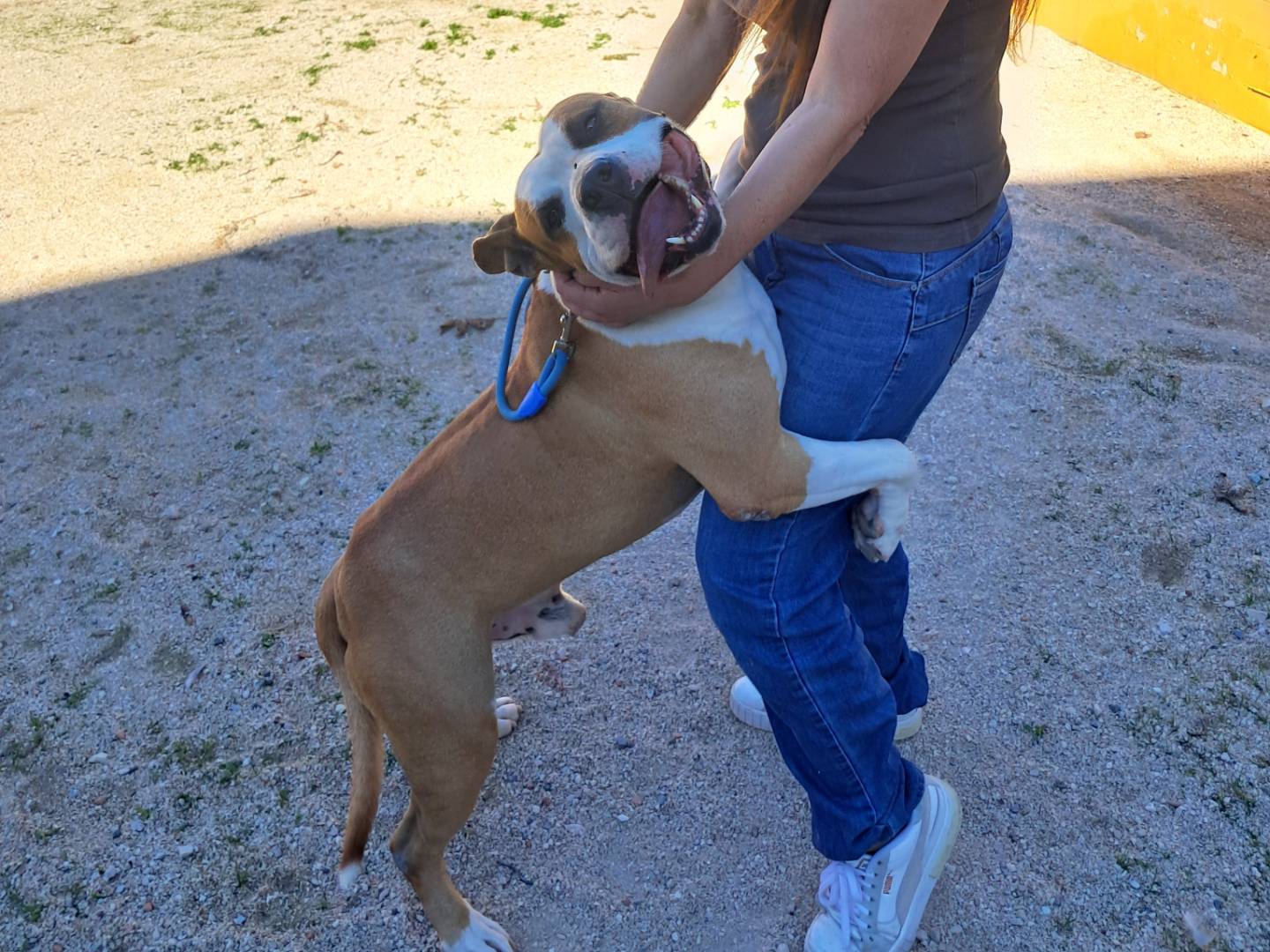 Adotta un cane, maschio, 4 anni e 11 mesi, Caserta