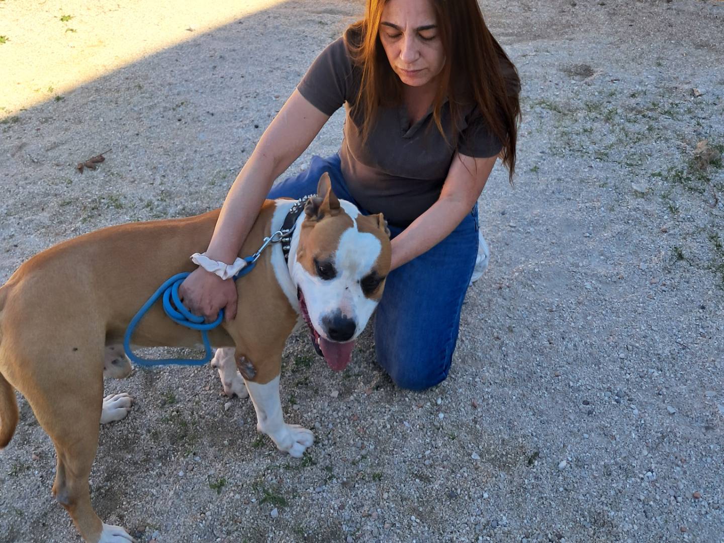 Adotta un cane, taglia media, maschio, Caserta