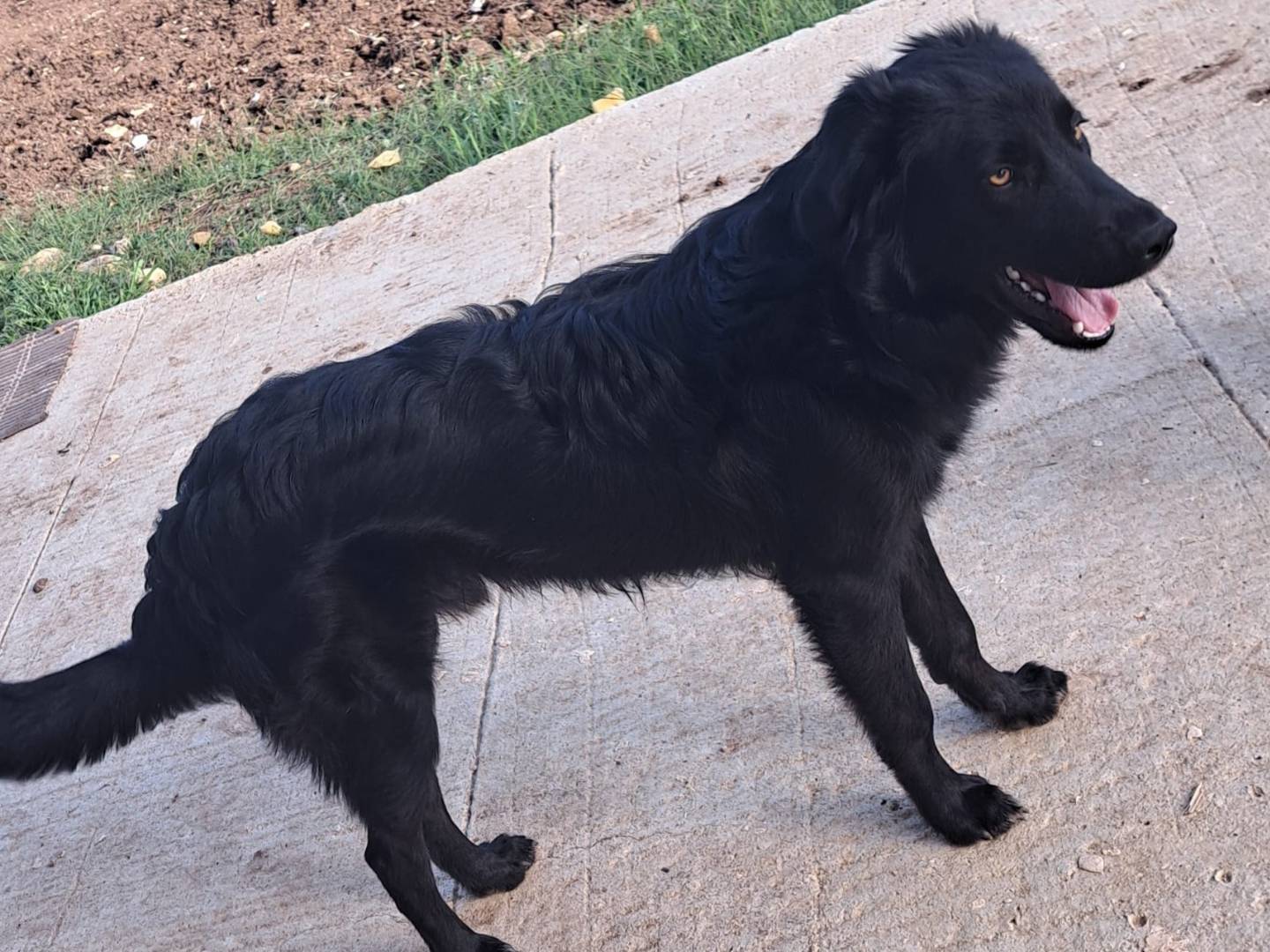 Adozione cane, maschio, Golden Retriever Border Collie, 8 mesi, taglia media, Firenze