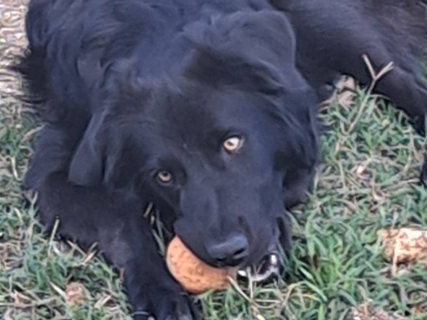 Adotta un cane, maschio, 8 mesi, Firenze