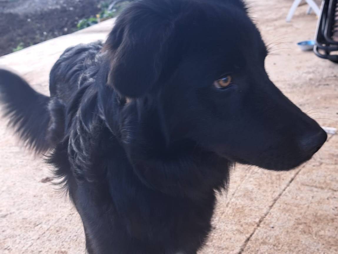 Adotta un cane, taglia media, maschio, Firenze