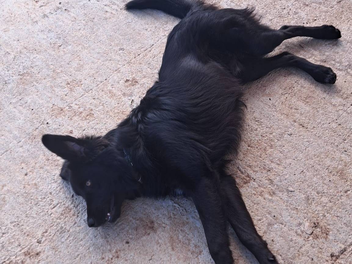 Vuoi adottare un cane a Firenze?