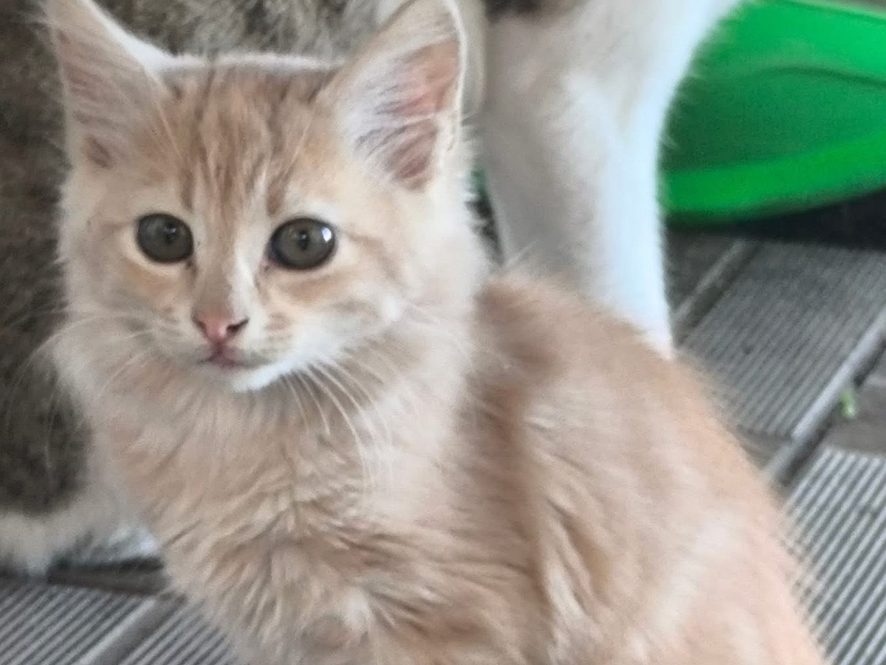 Adozione gatto, maschio, Maine Coon Razza sconosciuta, 2 mesi, taglia non valida, Siracusa