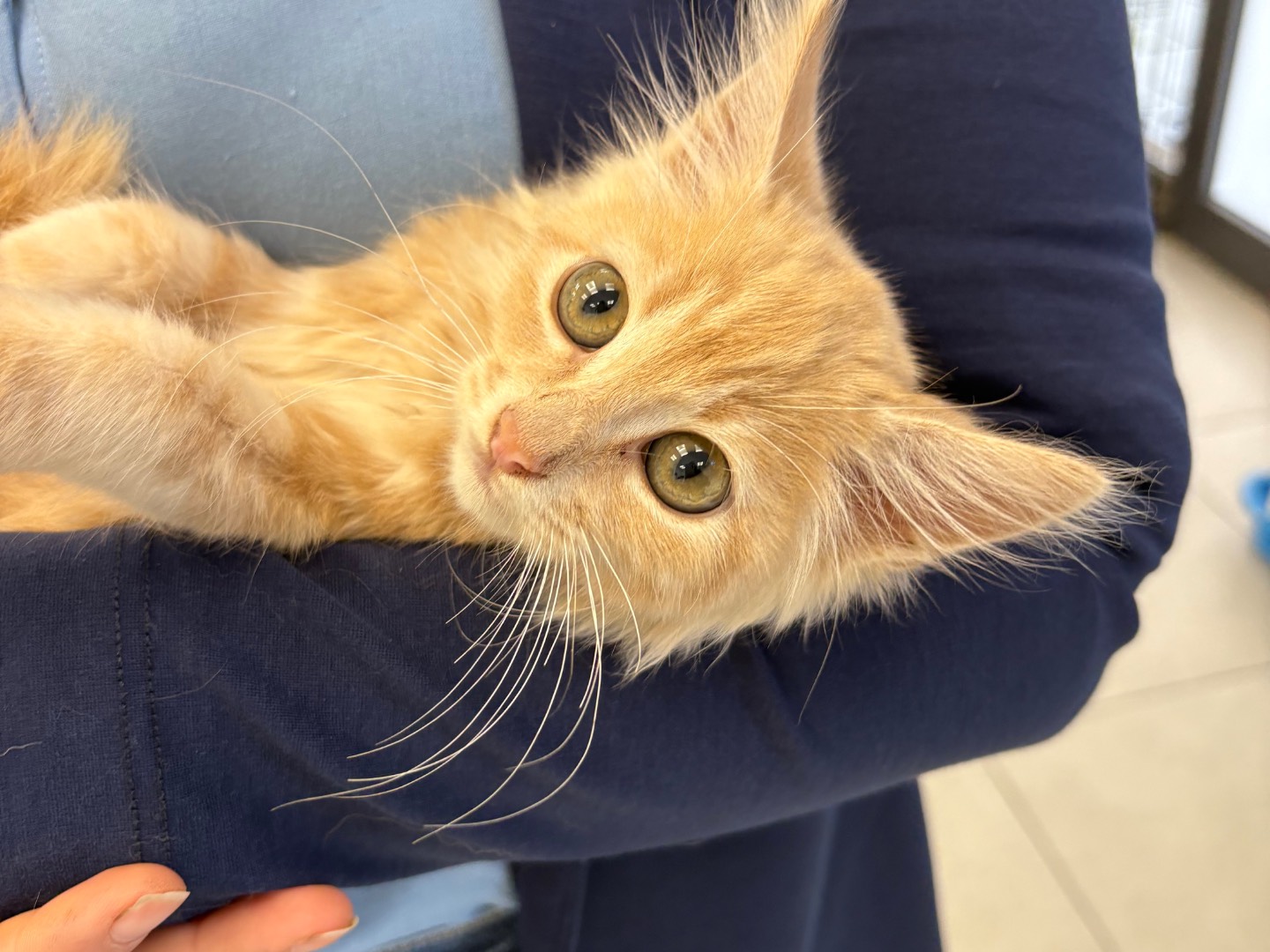 Adotta un gatto, maschio, 2 mesi, Siracusa