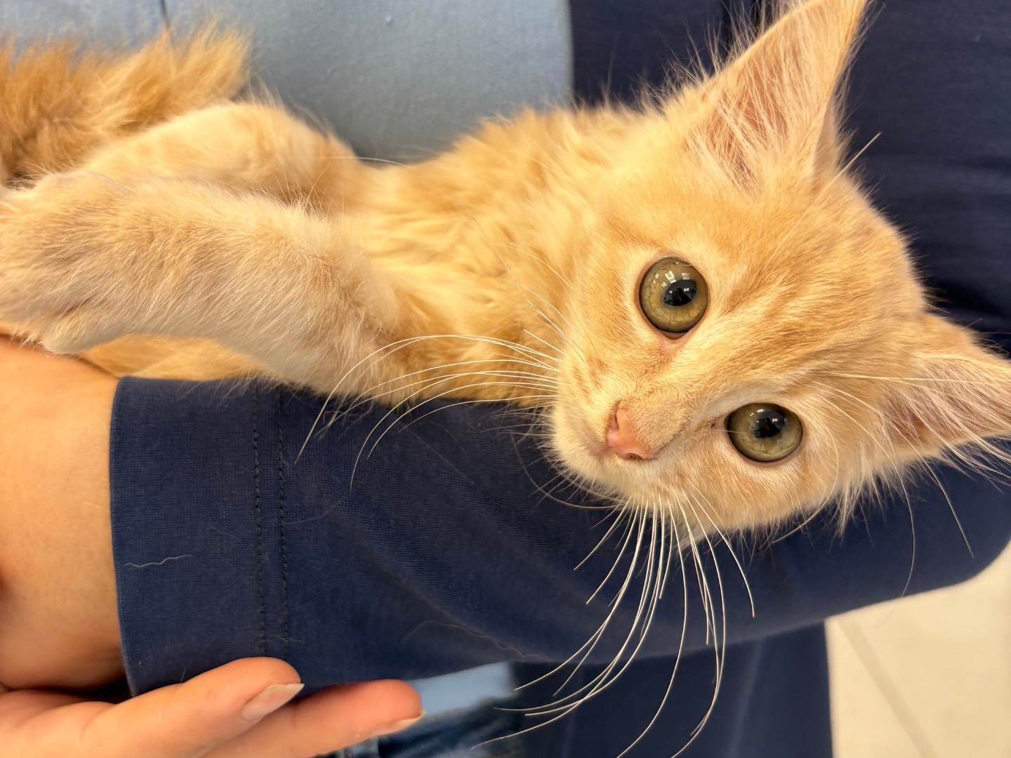 Adotta un gatto, taglia non valida, maschio, Siracusa