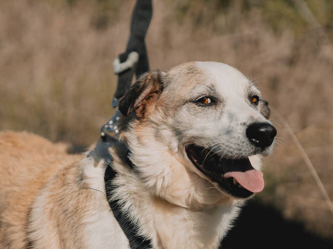Adotta un cane, taglia media contenuta, maschio, Caserta