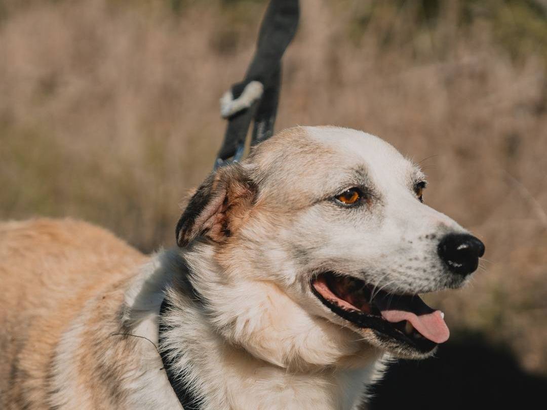 Adotta il cane TOMMY a Caserta
