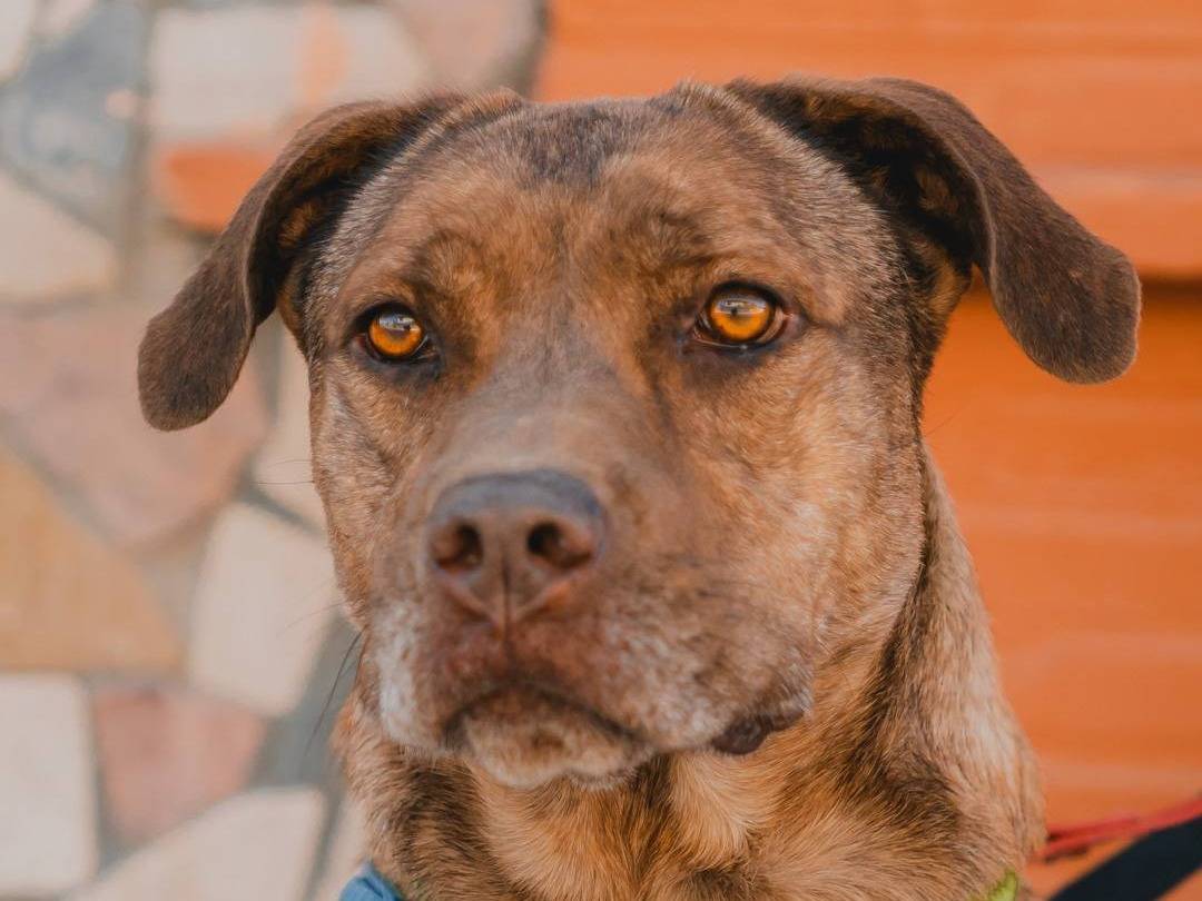 Adozione cane, femmina, Amstaff Razza sconosciuta, 5 anni e 10 mesi, taglia media, Caserta