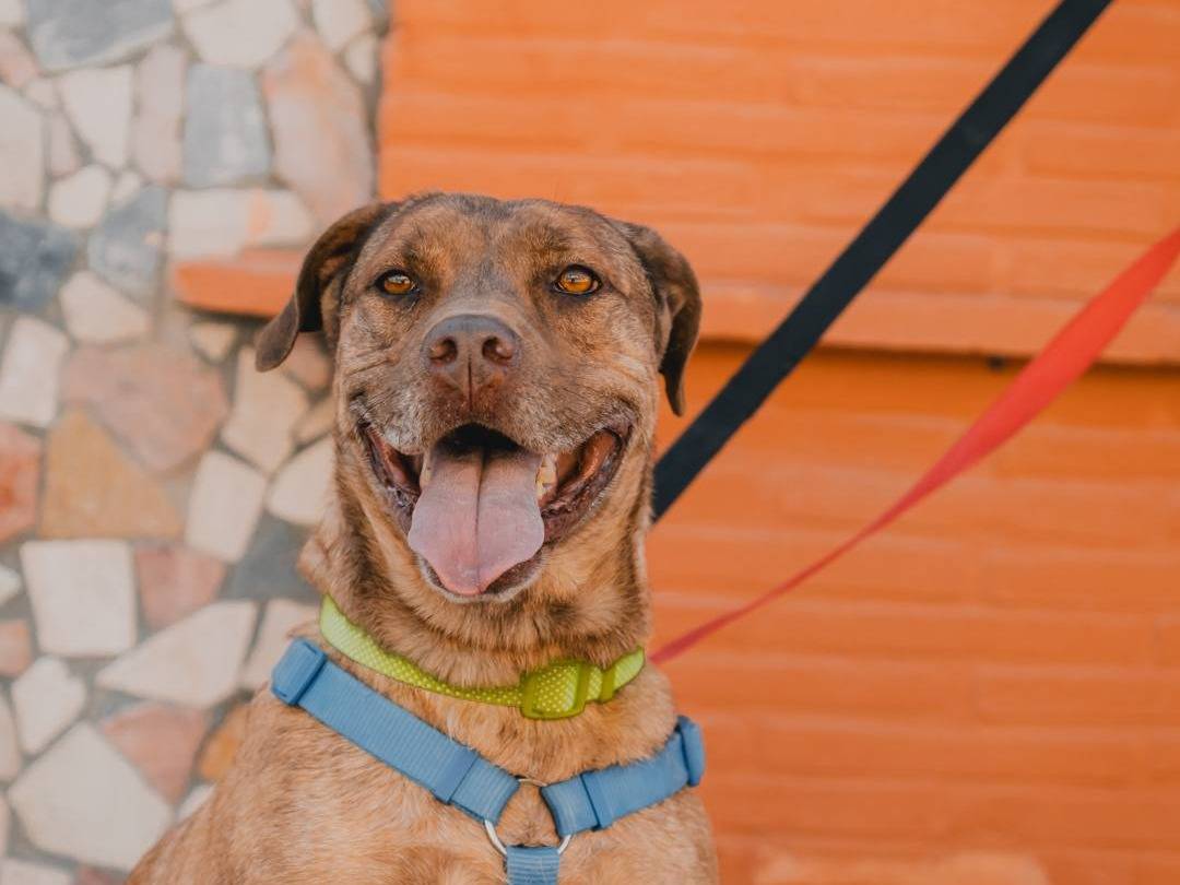 Vuoi adottare un cane a Caserta?