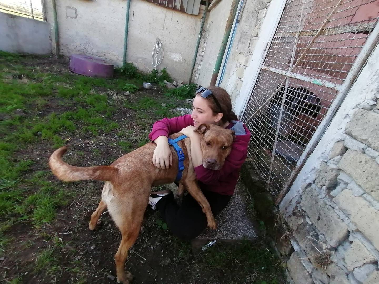 Adotta il cane SAHELI a Caserta