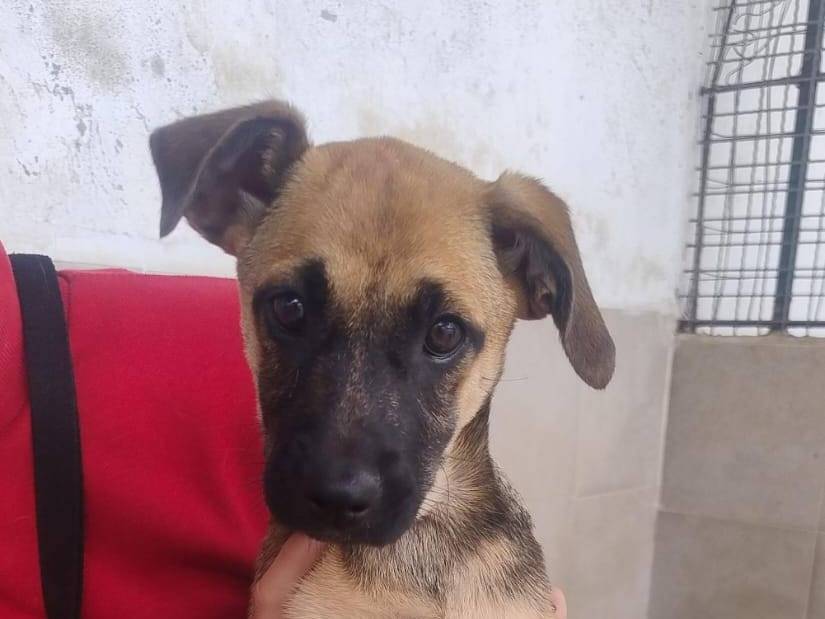 Adozione cane, femmina, Razza sconosciuta Razza sconosciuta, 2 mesi, taglia media contenuta, Caserta