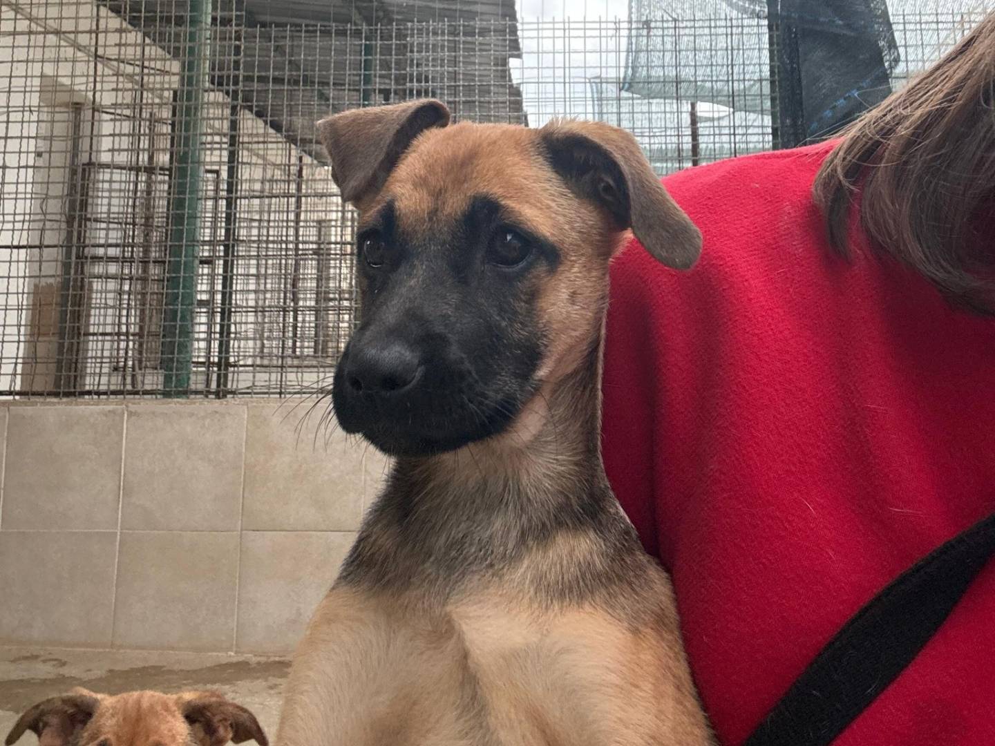 Adotta un cane, femmina, 2 mesi, Caserta