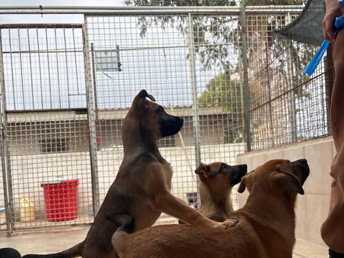 Adotta un cane, taglia media contenuta, femmina, Caserta