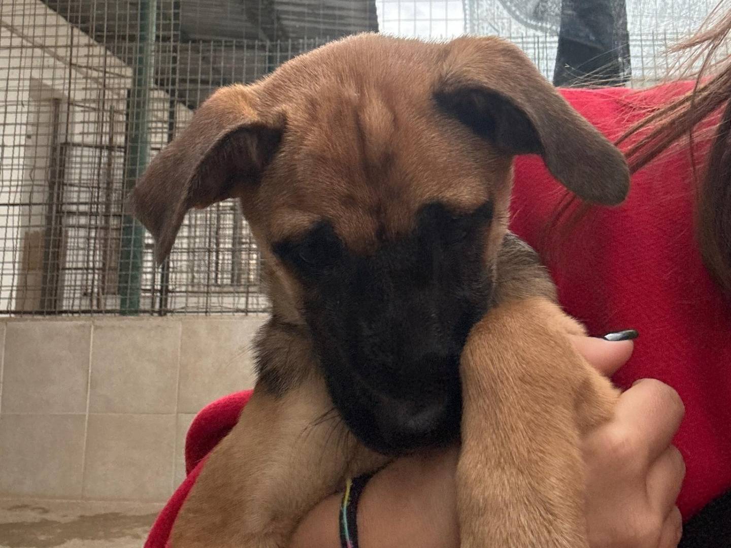 Adotta il cane LISA a Caserta