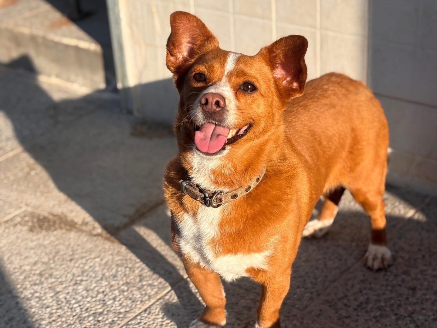 Adozione cane, femmina, Razza sconosciuta Razza sconosciuta, 2 anni e 4 mesi, taglia piccola, Napoli