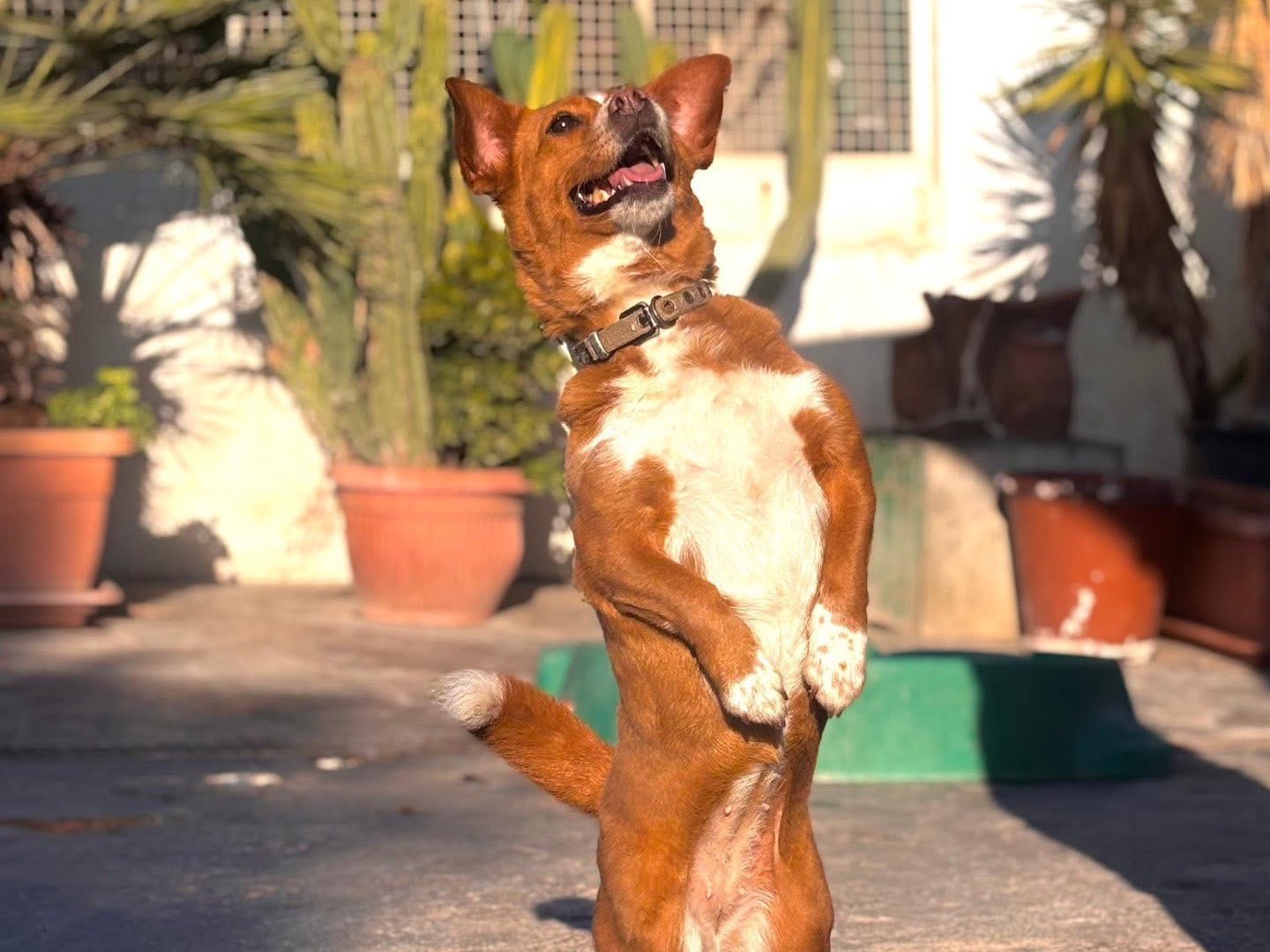 Adotta un cane, taglia piccola, femmina, Napoli