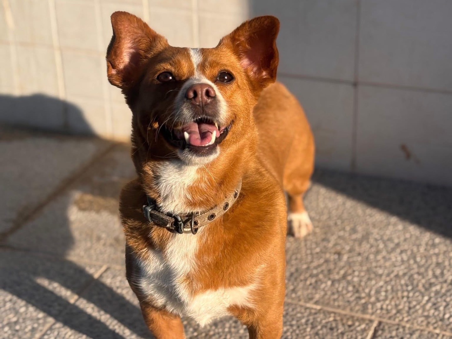 Vuoi adottare un cane a Napoli?