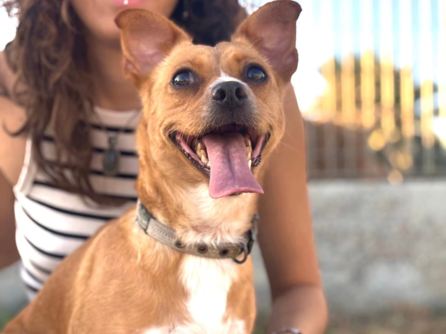 Adozione cane, femmina, Razza sconosciuta Razza sconosciuta, 5 anni e 7 mesi, taglia piccola, Napoli