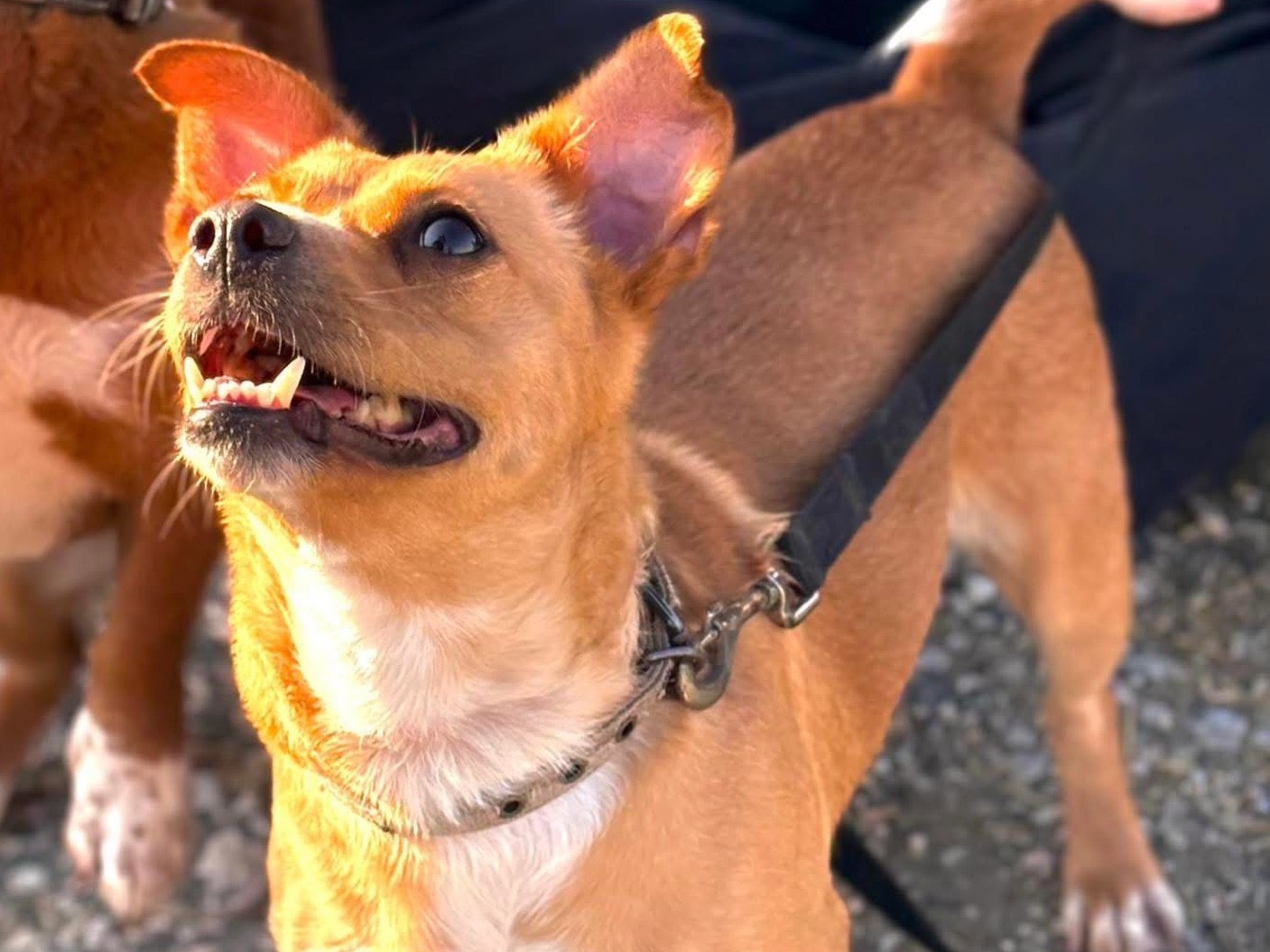 Adotta un cane, taglia piccola, femmina, Napoli