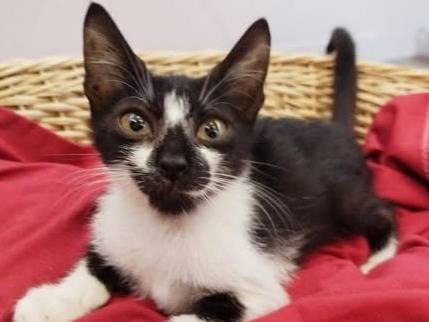 Adotta un gatto, maschio, 3 mesi, Torino