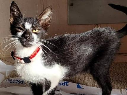 Adozione gatto, maschio, Razza sconosciuta Razza sconosciuta, 3 mesi, taglia non valida, Torino
