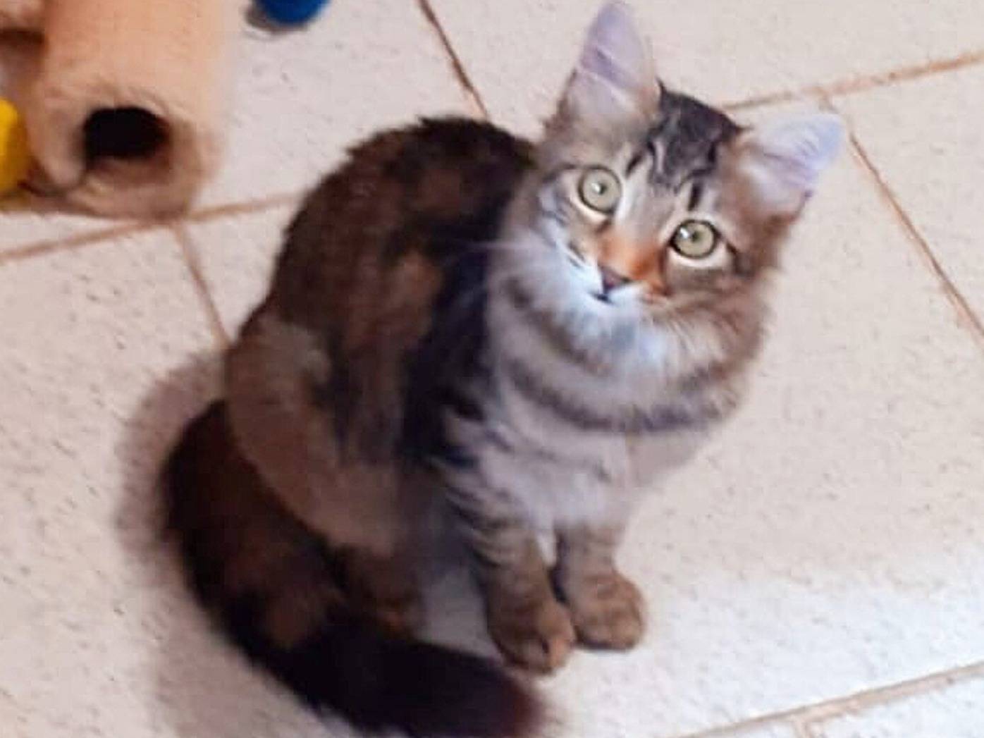 Adozione gatto, femmina, Razza sconosciuta Razza sconosciuta, 3 mesi, taglia non valida, Torino