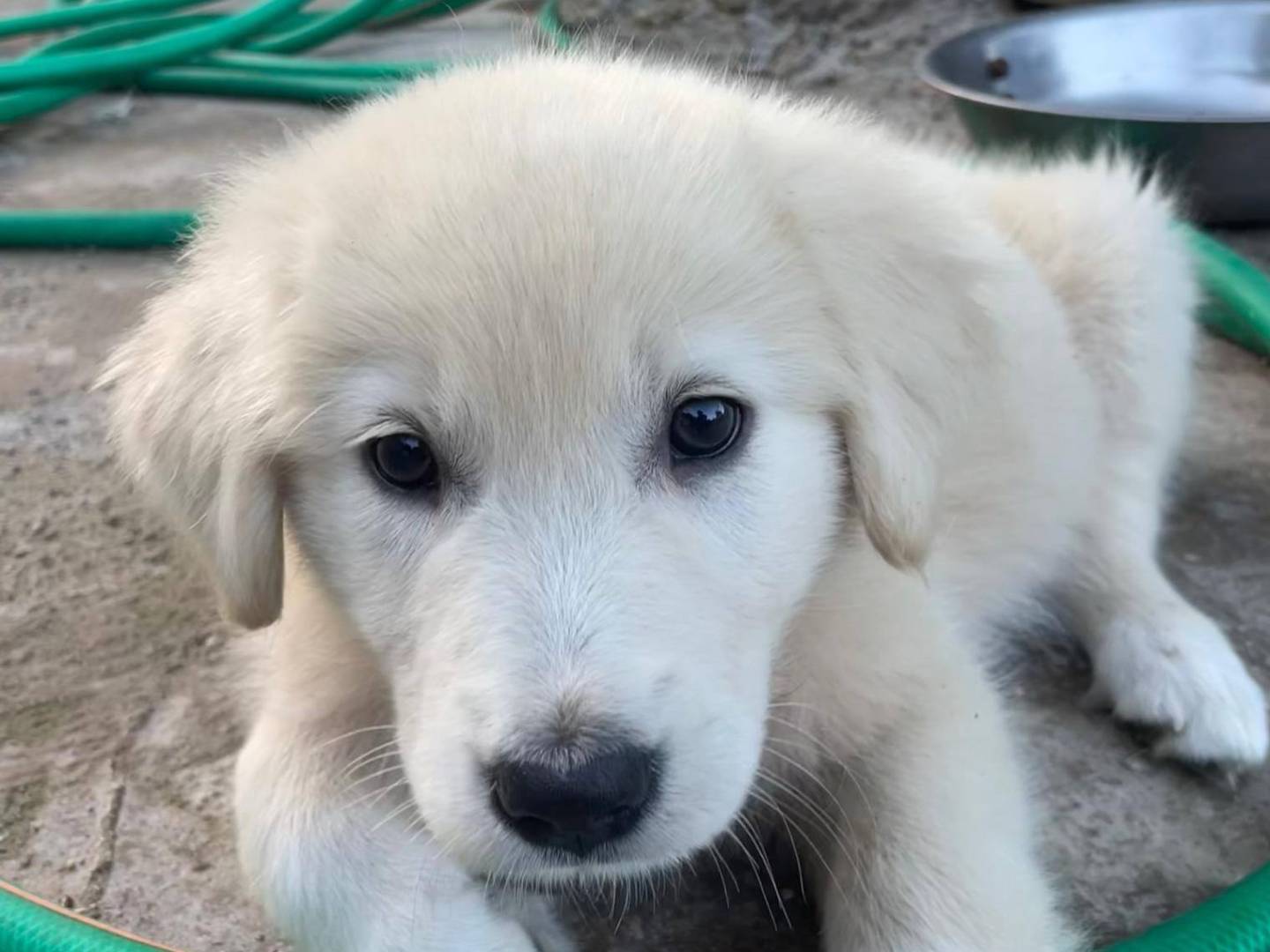Adozione cane, femmina, Pastore maremmano Razza sconosciuta, 2 mesi, taglia grande, Caserta