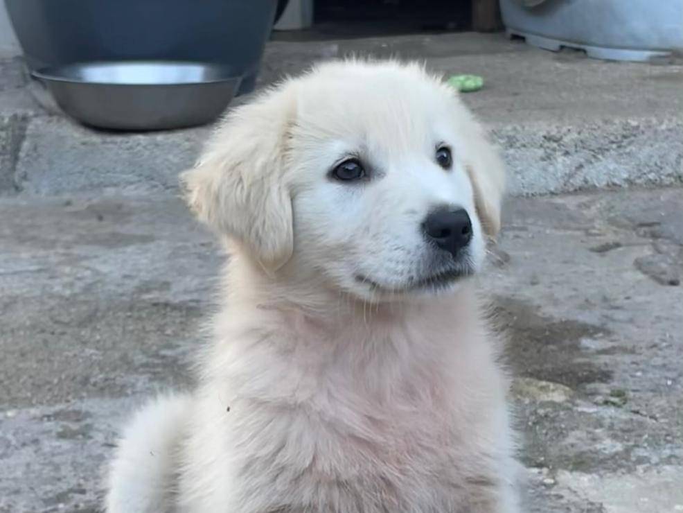 Adotta un cane, femmina, 2 mesi, Caserta