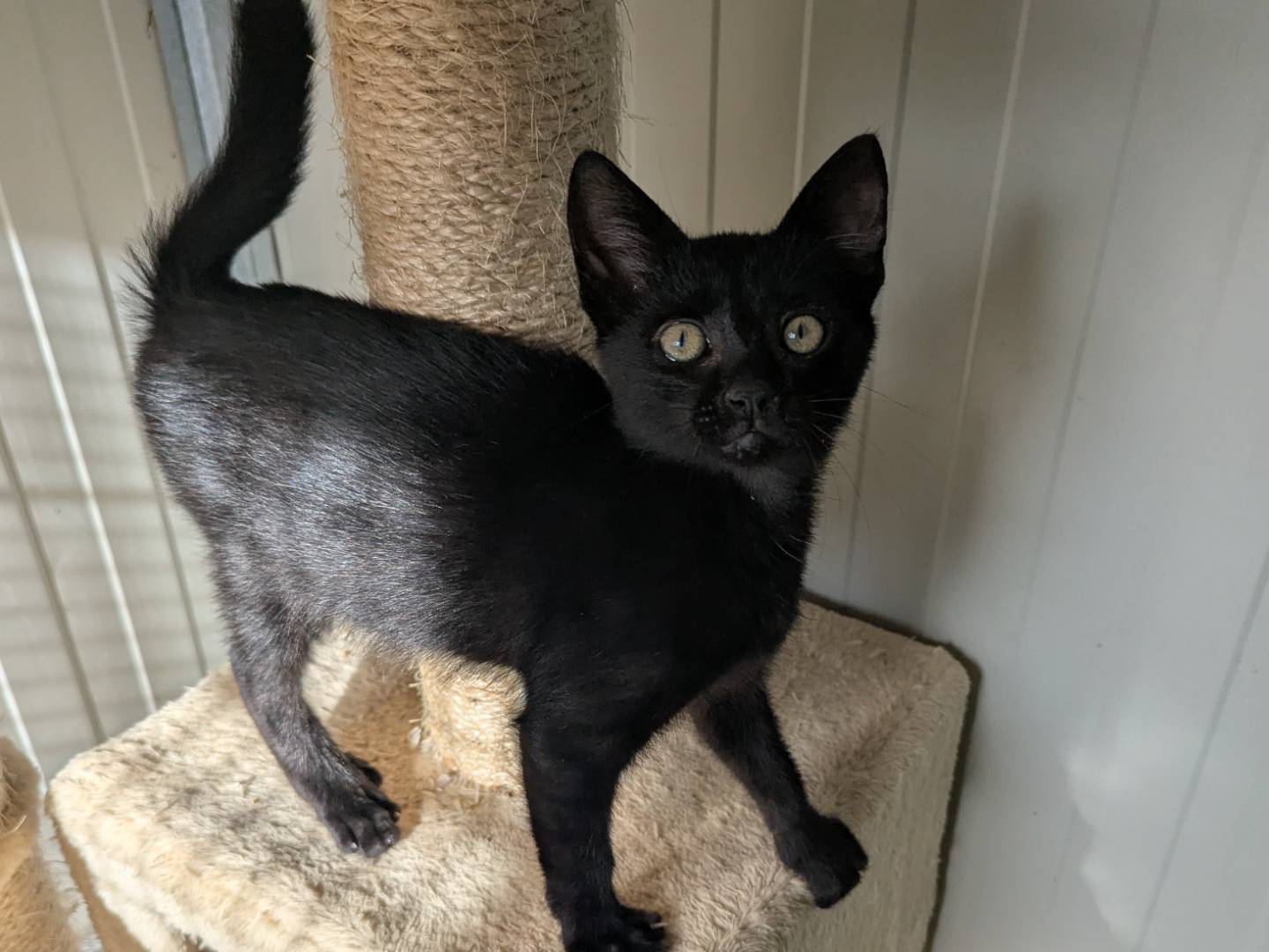 Adozione gatto, maschio, Razza sconosciuta Razza sconosciuta, 2 mesi, taglia non valida, Pisa