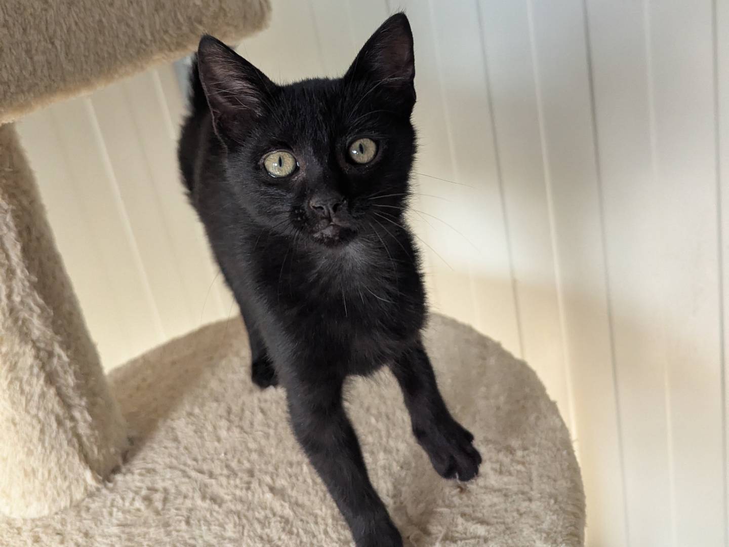 Adotta un gatto, maschio, 2 mesi, Pisa