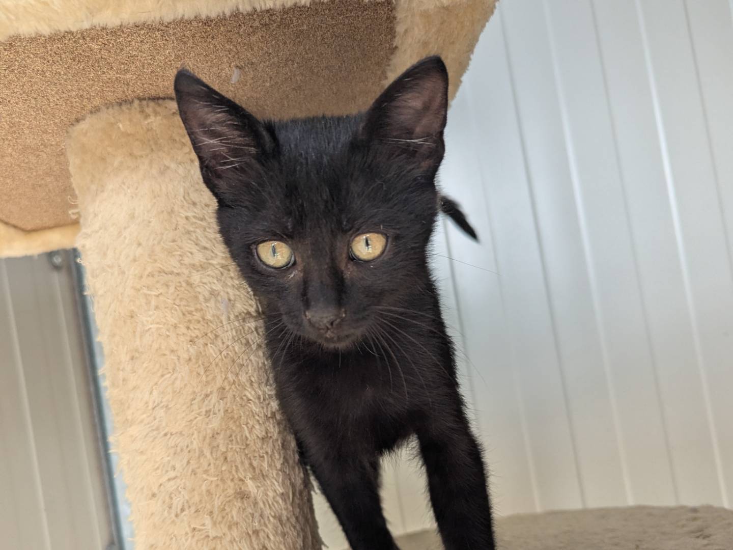 Adotta un gatto, taglia non valida, maschio, Pisa