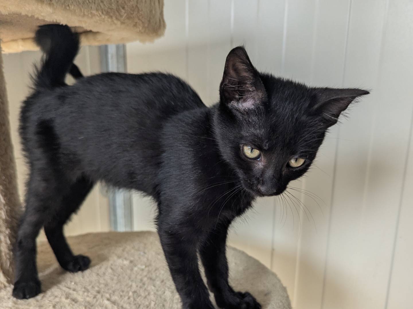 Vuoi adottare un gatto a Pisa?