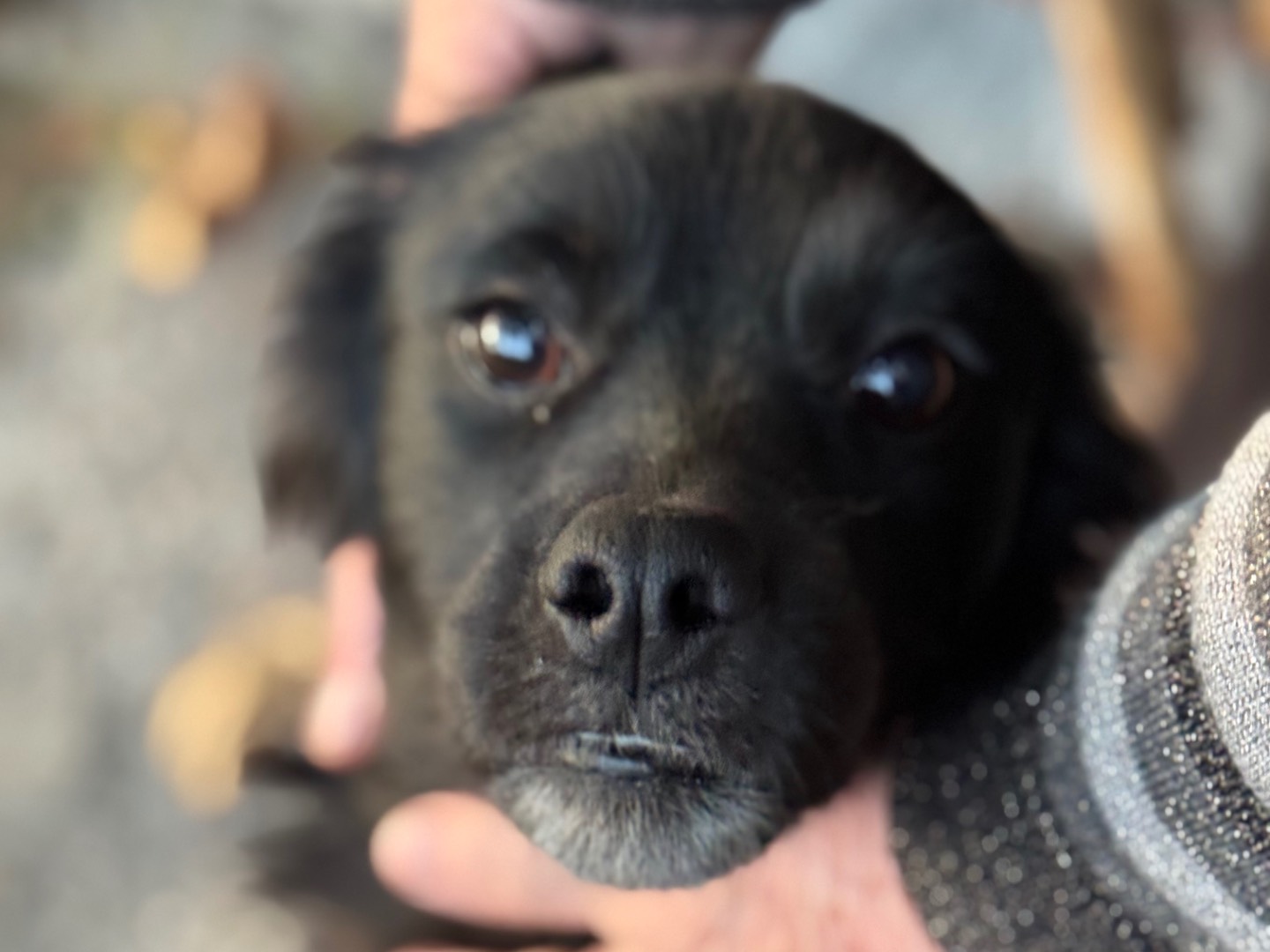 Adozione cane, maschio, Razza sconosciuta Razza sconosciuta, 1 anno e 2 mesi, taglia media contenuta, Salerno
