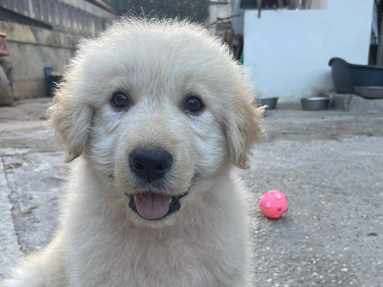 Adozione cane, maschio, Pastore maremmano Razza sconosciuta, 2 mesi, taglia grande, Caserta