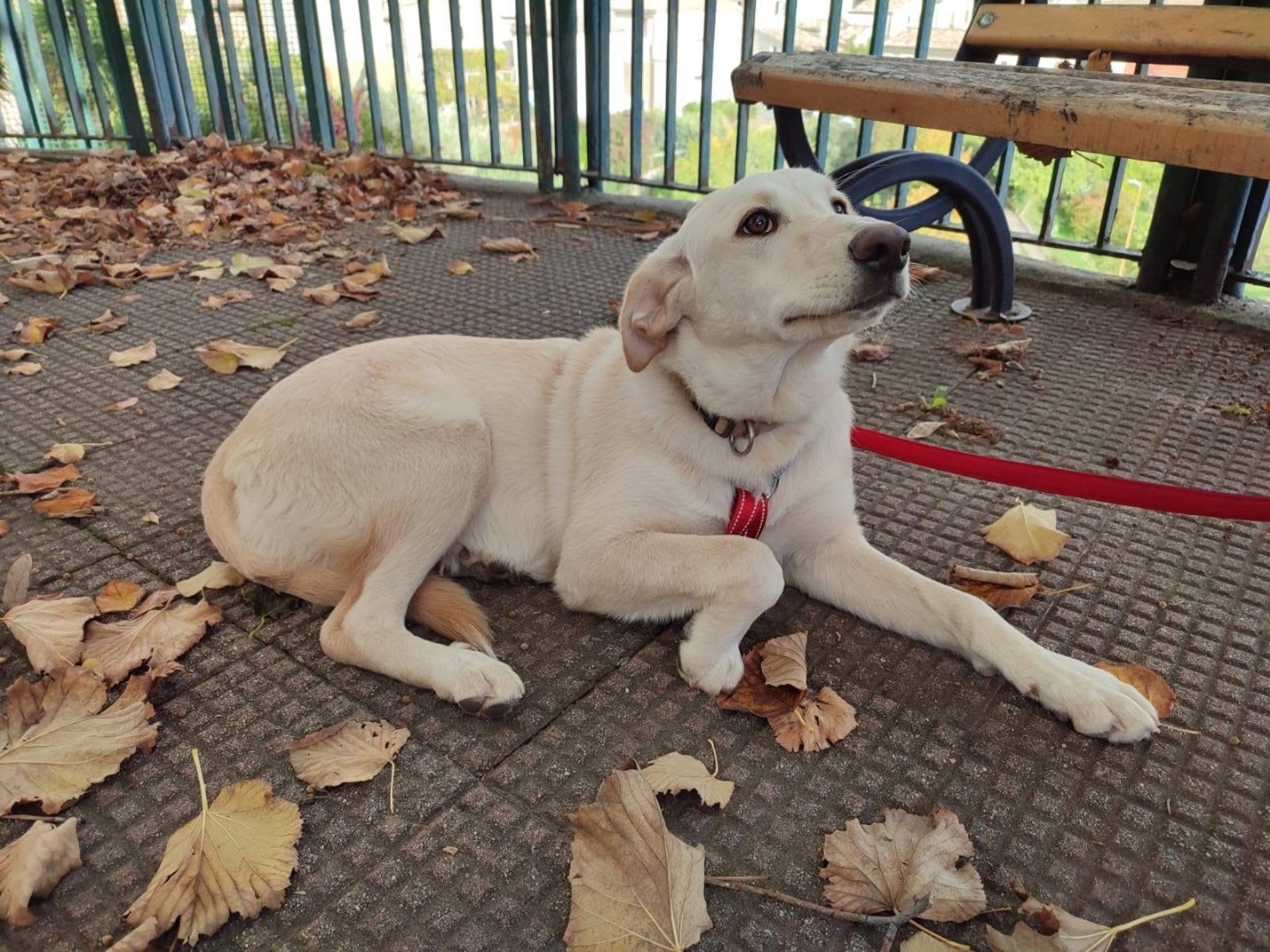Vuoi adottare un cane a Torino?
