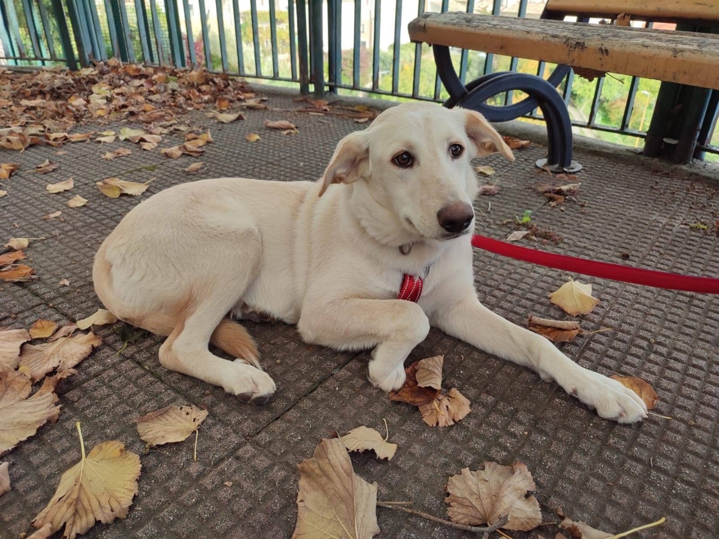 Adotta il cane Shakira a Torino