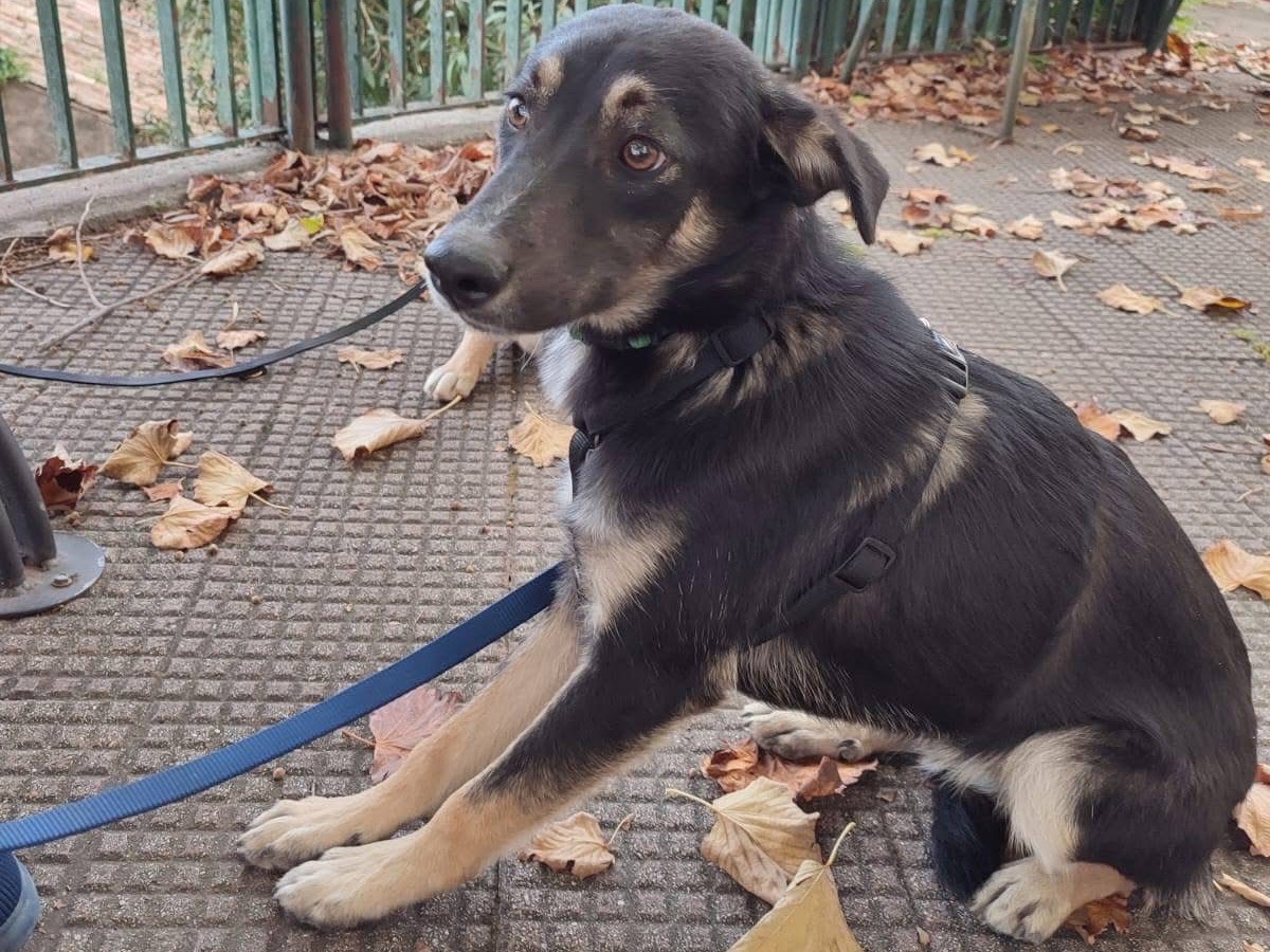 Adotta il cane Freddy a Verona