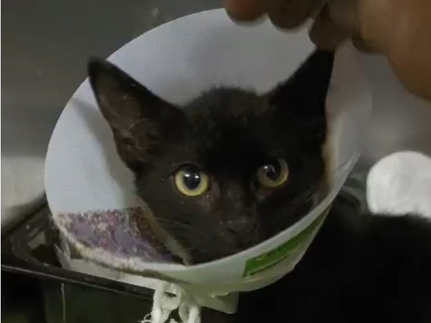 Adozione gatto, maschio, Razza sconosciuta Razza sconosciuta, 3 mesi, taglia non valida, Torino