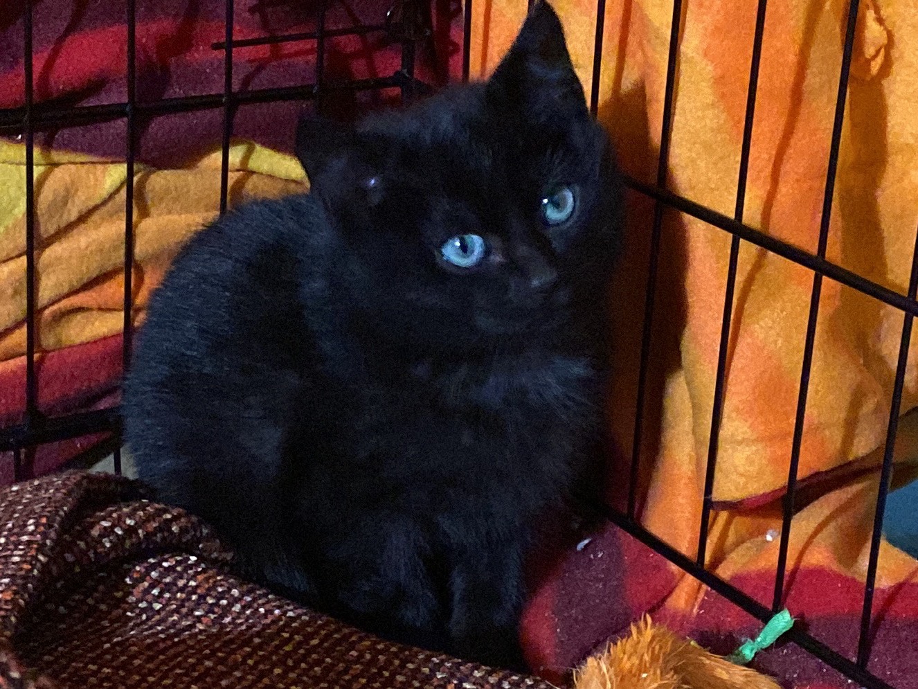 Adozione gatto, maschio, Razza sconosciuta Razza sconosciuta, 11 mesi, taglia non valida, Torino