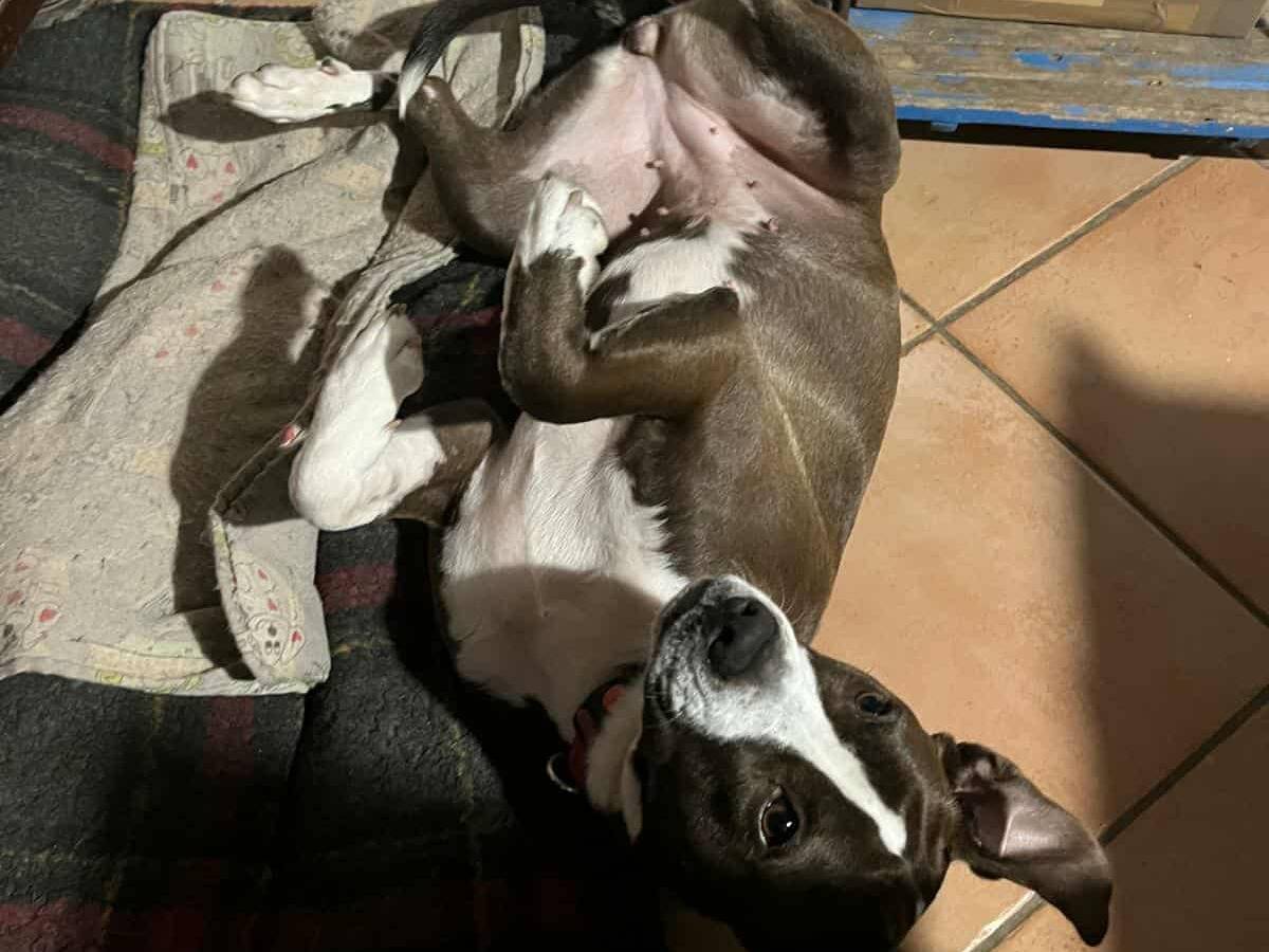 Adotta il cane OLIVIA a Firenze