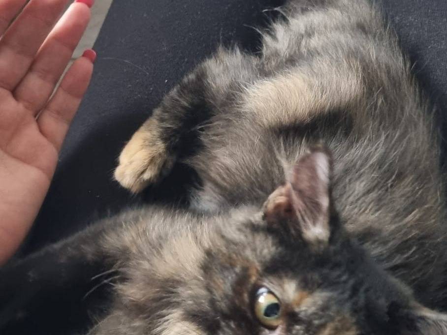 Adozione gatto, femmina, Razza sconosciuta Razza sconosciuta, 4 mesi, taglia non valida, Alessandria