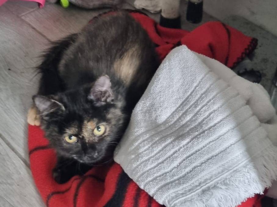 Adotta un gatto, femmina, 4 mesi, Alessandria