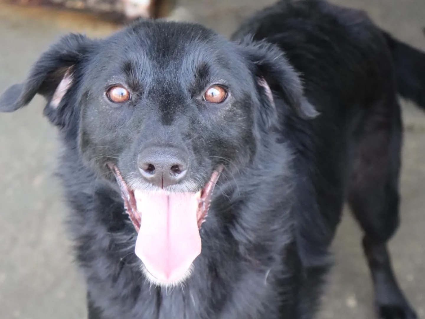 Adozione cane, femmina, Razza sconosciuta Razza sconosciuta, 3 anni e 9 mesi, taglia media contenuta, Sud